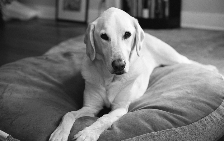 A labrador retriever dog is lying on a dog bed.