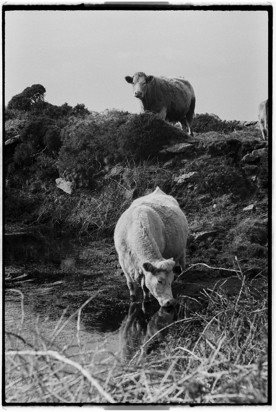 A cow drinks from a puddle while another cow stands on a hill in the background.