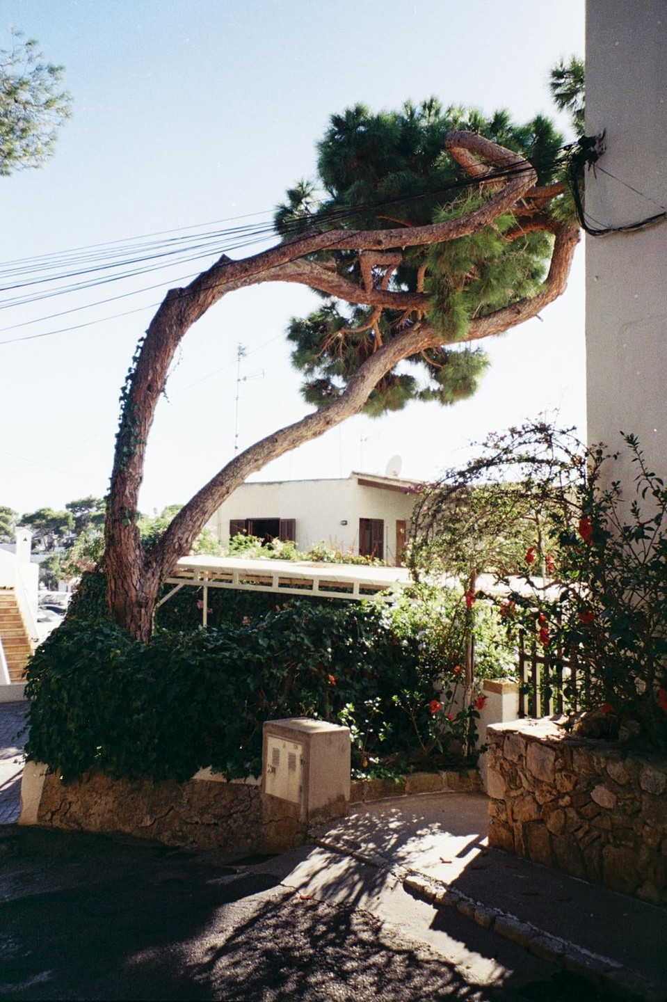A winding tree trunk with green foliage frames a white building and a garden with red flowers under a clear sky.