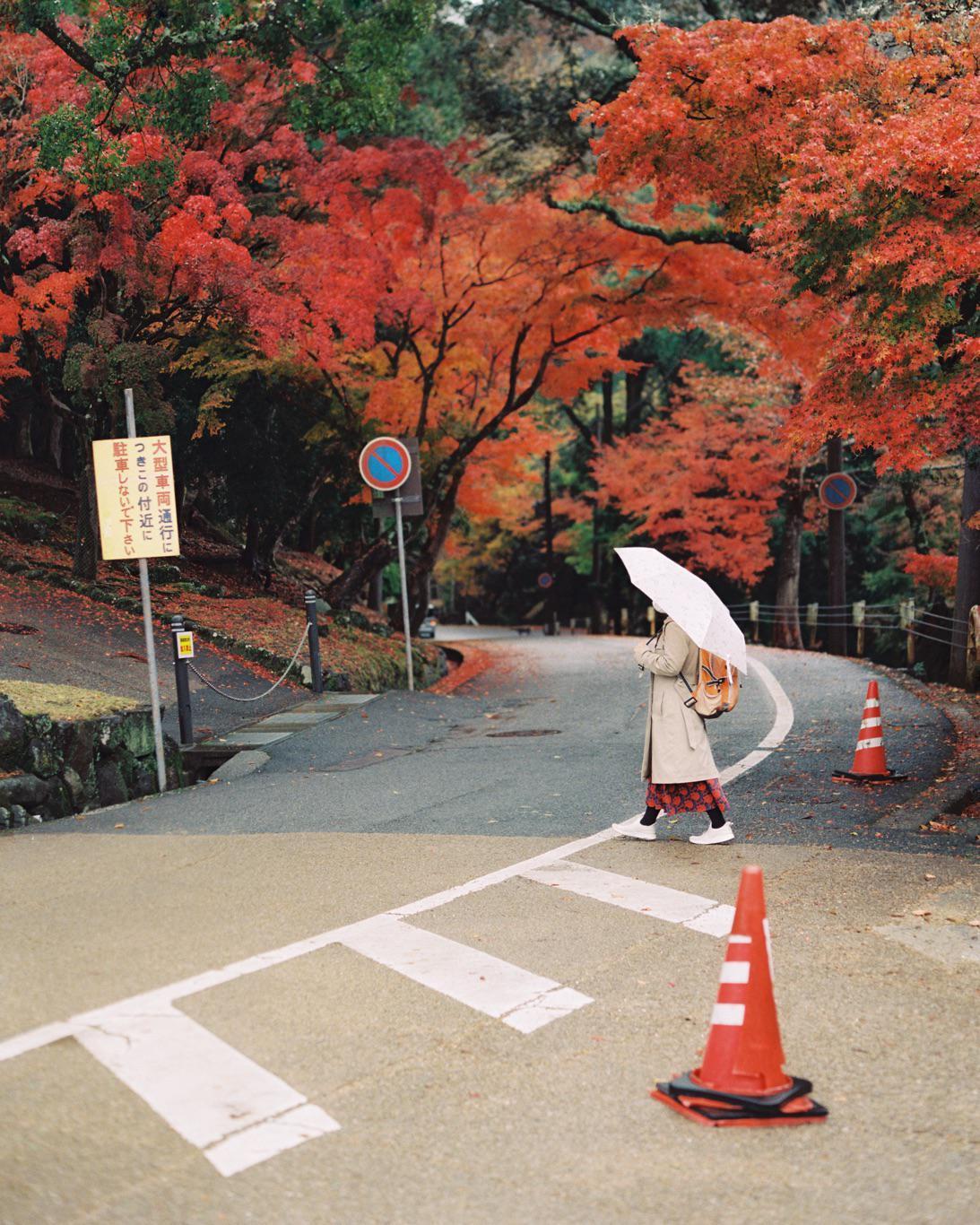 A woman with an umbrella crosses a street lined with trees with red autumn foliage.