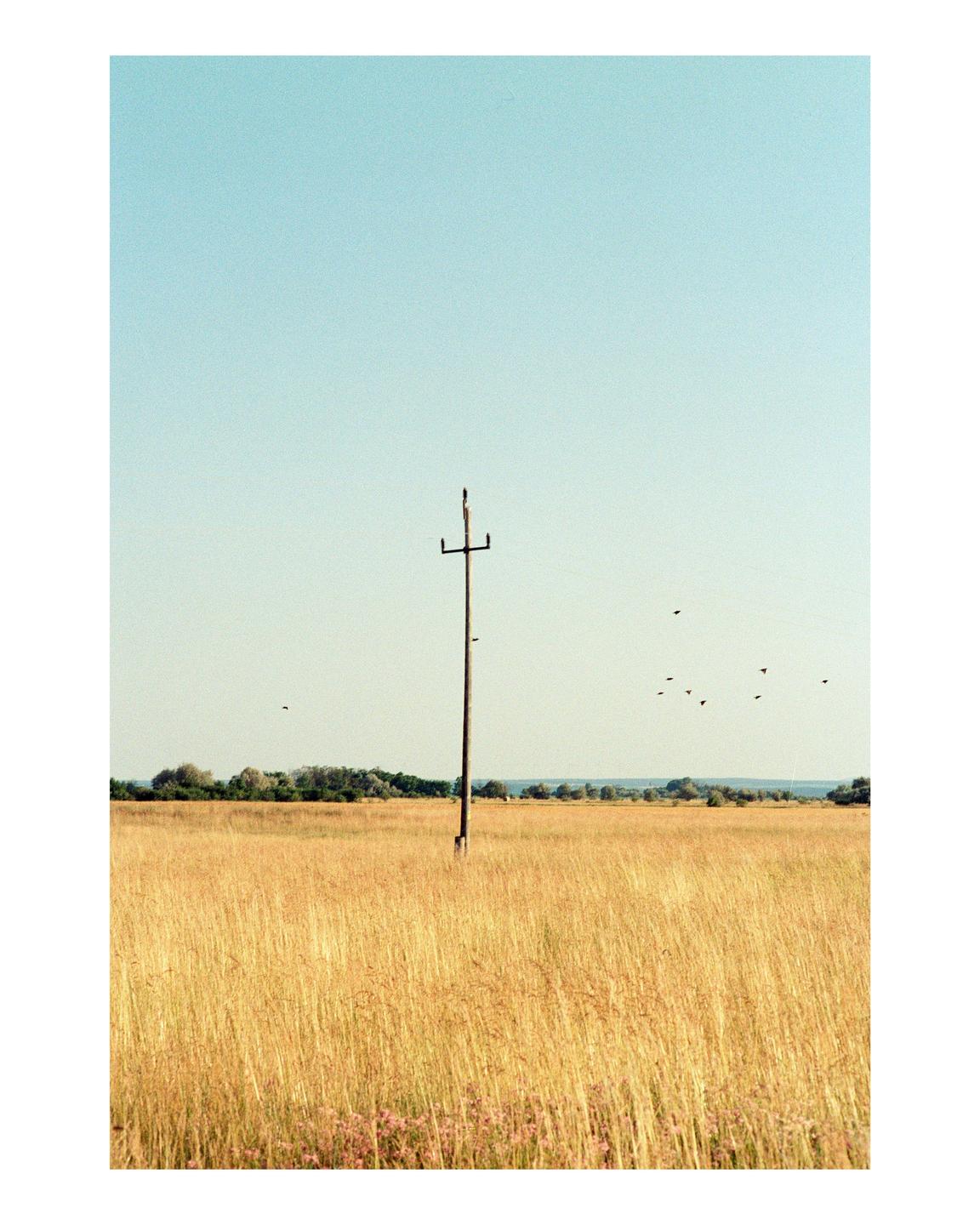 A lone utility pole stands in a vast field of golden grass under a clear sky with birds flying in the distance.