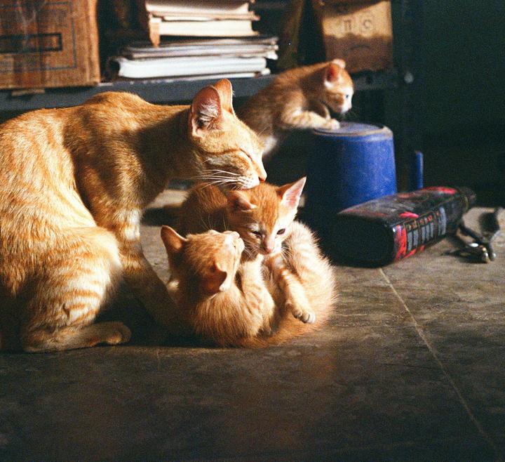 A mother cat grooms one of her kittens while two other kittens are visible in the background.