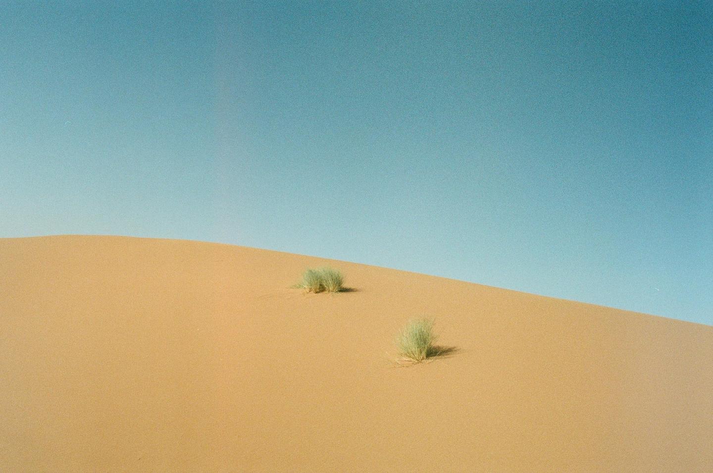 Two small green bushes grow on a sand dune under a clear blue sky.
