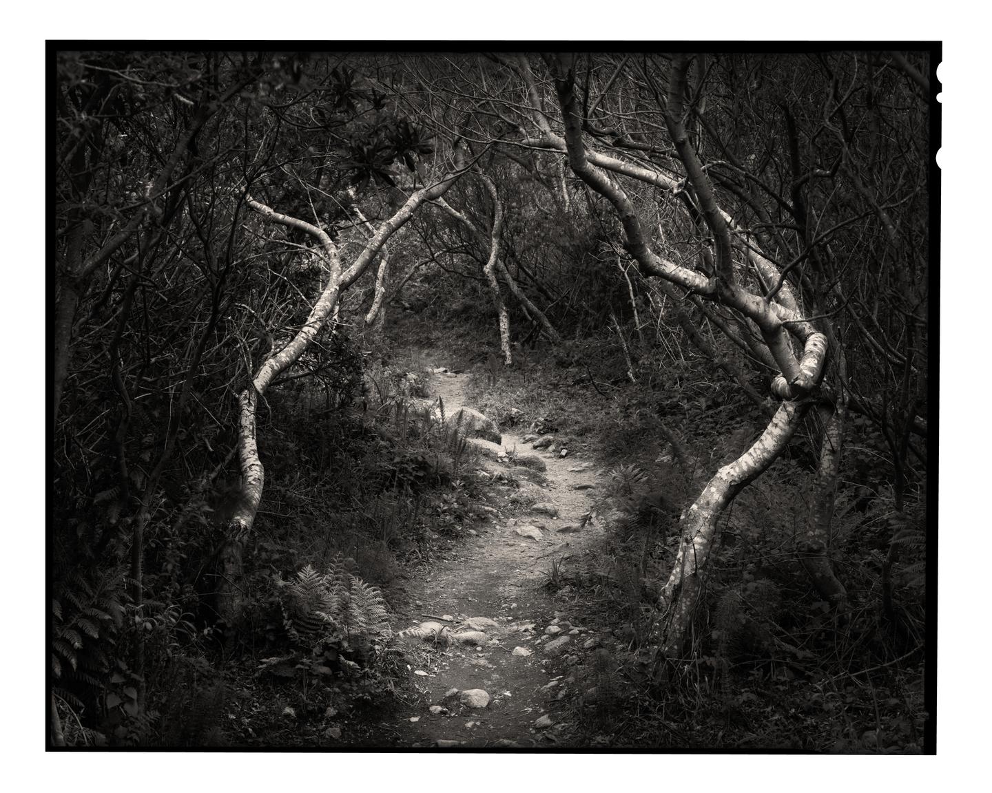 A narrow path winds through a dense forest with gnarled, light-colored tree trunks framing the scene.
