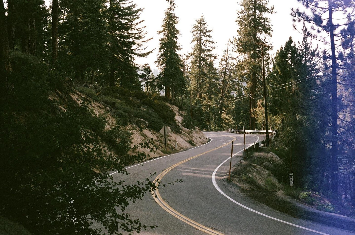 A winding road curves through a forest of tall pine trees.