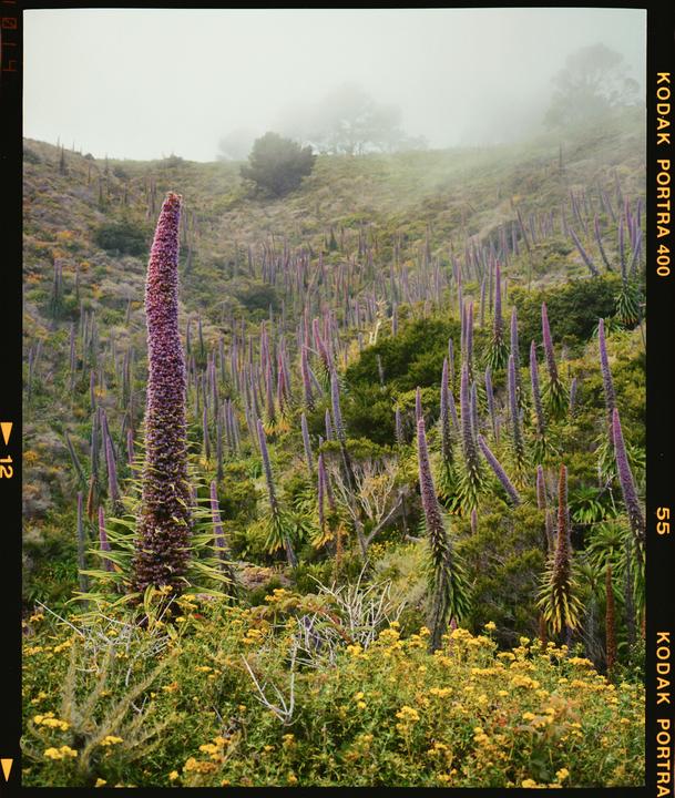A hillside covered in tall purple flowers and green foliage is shrouded in fog.