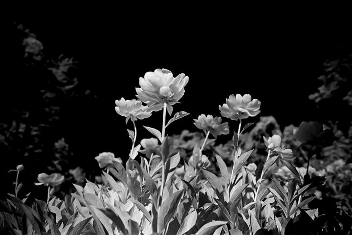 A cluster of flowers with dark foliage is photographed against a black background.