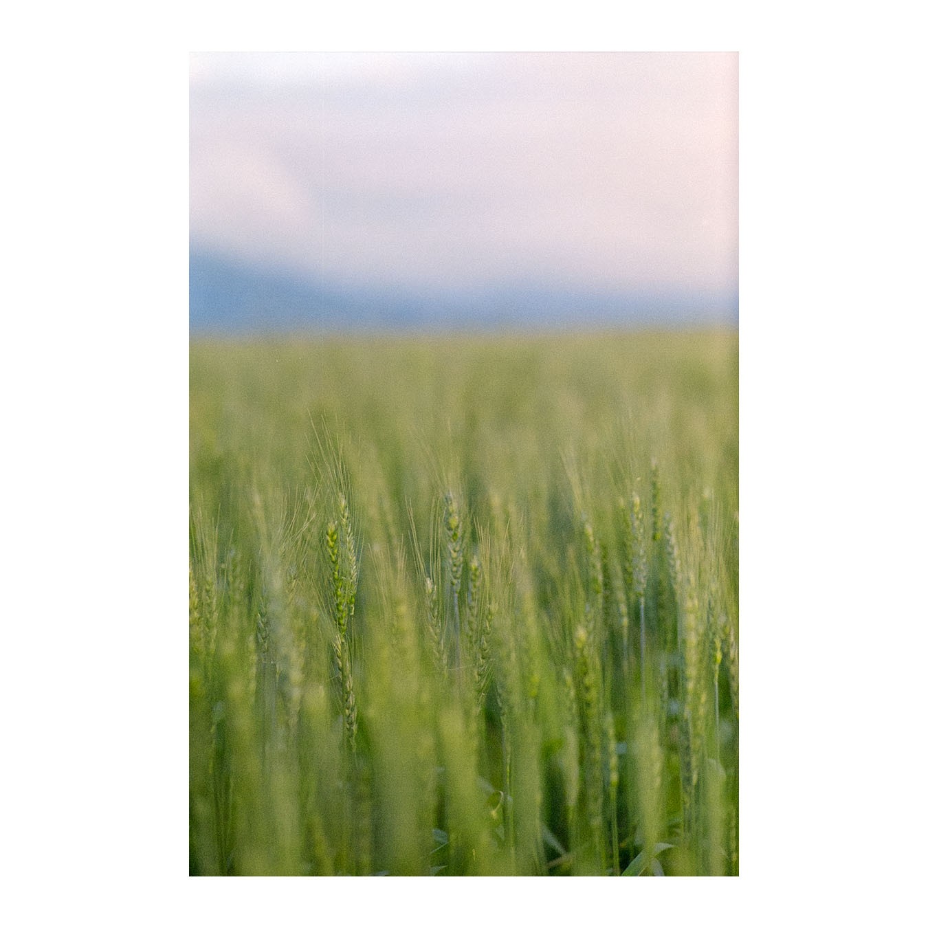 A field of green wheat stretches towards a hazy horizon under a pale sky.