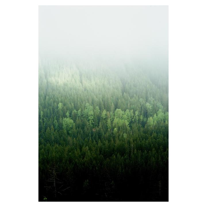 A dense forest of evergreen trees is partially obscured by a thick layer of fog.