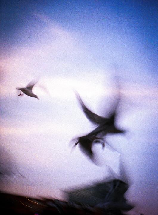 Three birds are captured in motion against a bright, hazy sky.