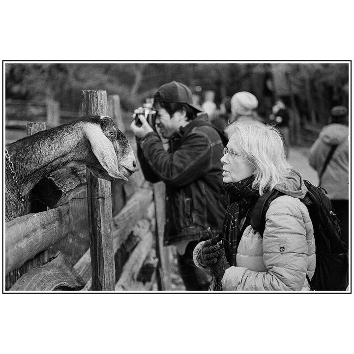 A goat looks over a wooden fence while a woman and a man with a camera stand nearby.
