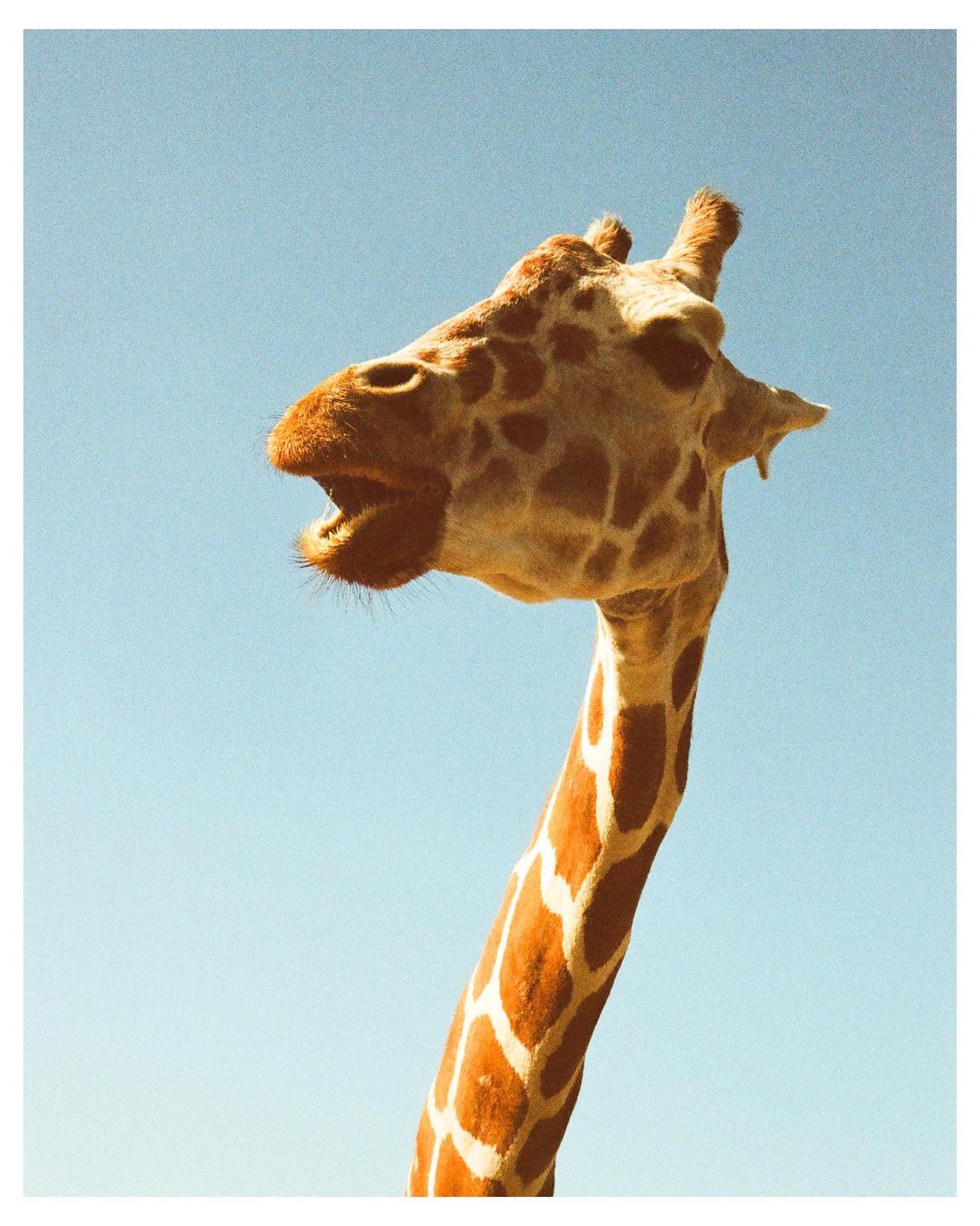 A giraffe with its mouth open is captured against a clear blue sky.