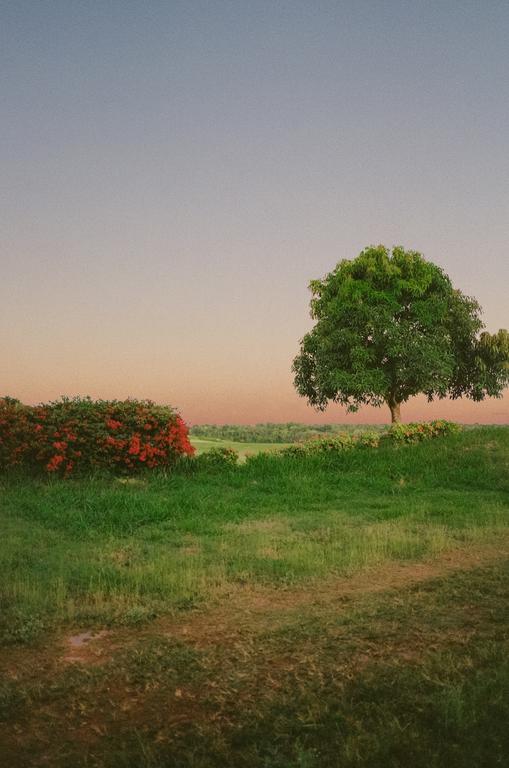 A green tree stands next to a red flowering bush in a grassy field under a gradient sky.