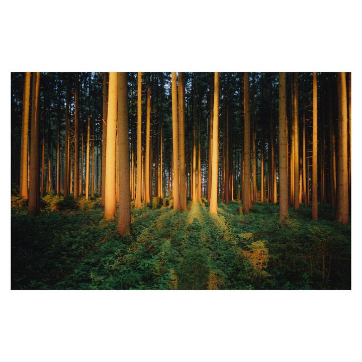 Sunlight illuminates the trunks of numerous trees in a dense forest.