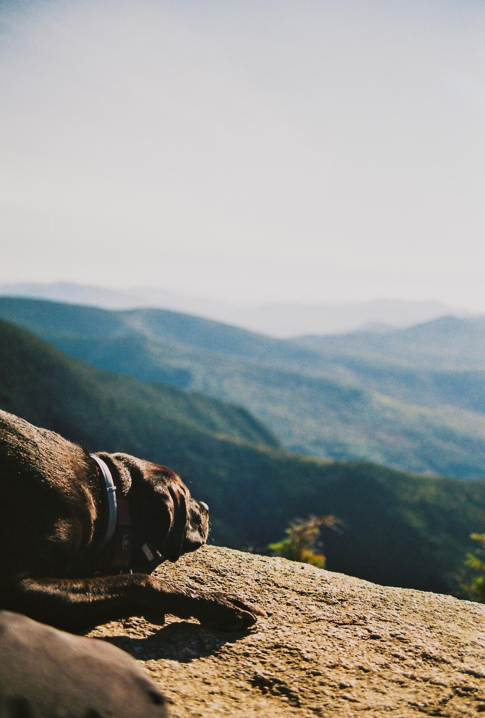 A dog rests on a rock overlooking a mountain range.