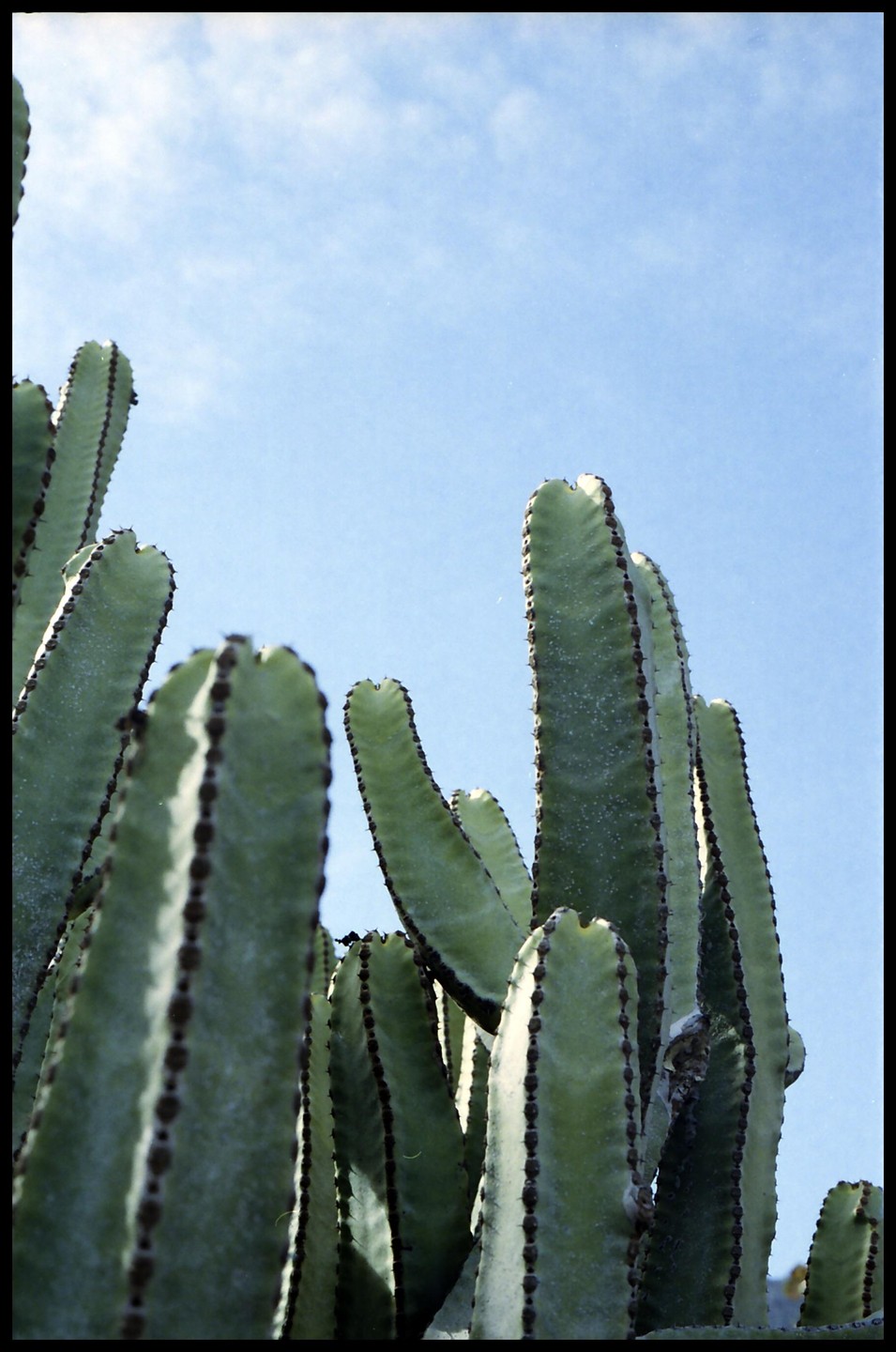 Several tall cacti with dark spines are silhouetted against a bright blue sky.