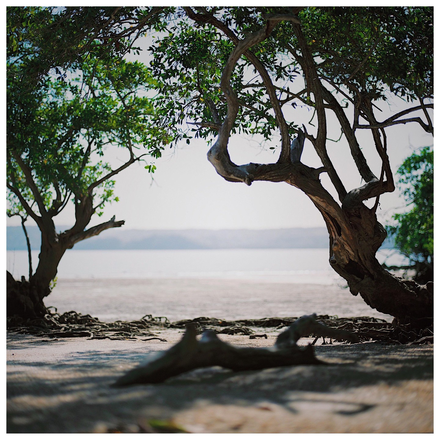 Two trees with green leaves frame a body of water and distant hills.
