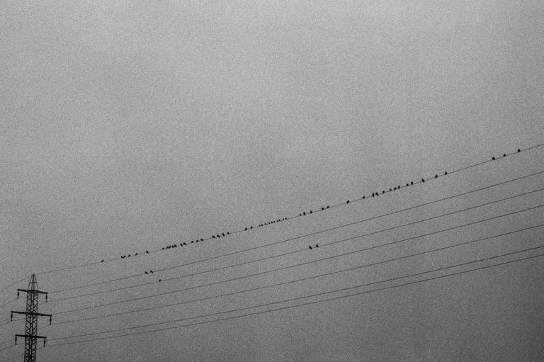 Many small birds sit on power lines stretching across a hazy sky, with a power pylon visible on the left.