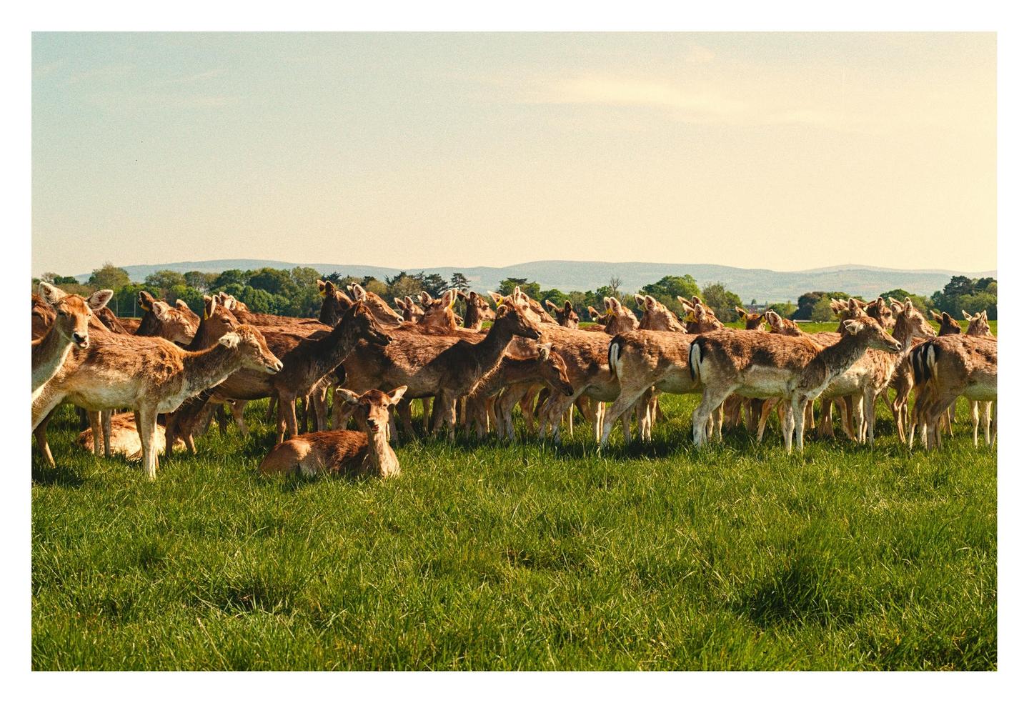 A large herd of deer stands in a grassy field under a clear sky.