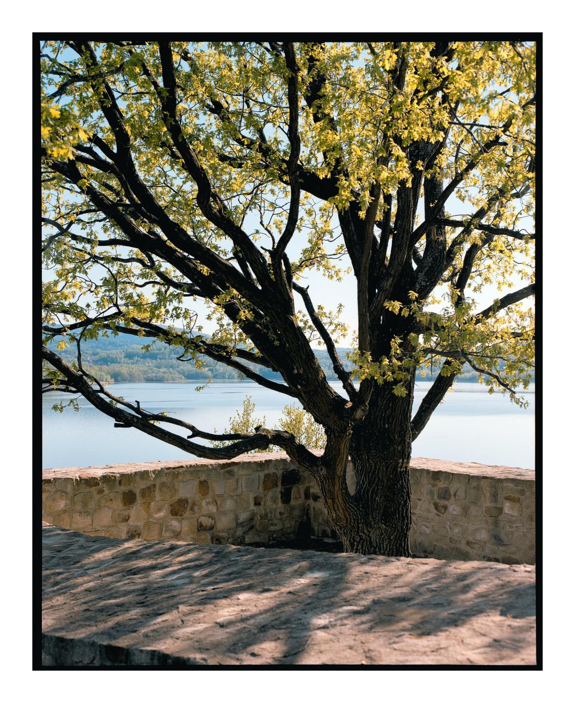 A large tree with bright green leaves stands next to a stone wall overlooking a body of water.