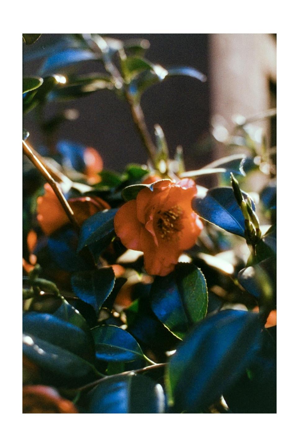 A red camellia flower is surrounded by dark green leaves.