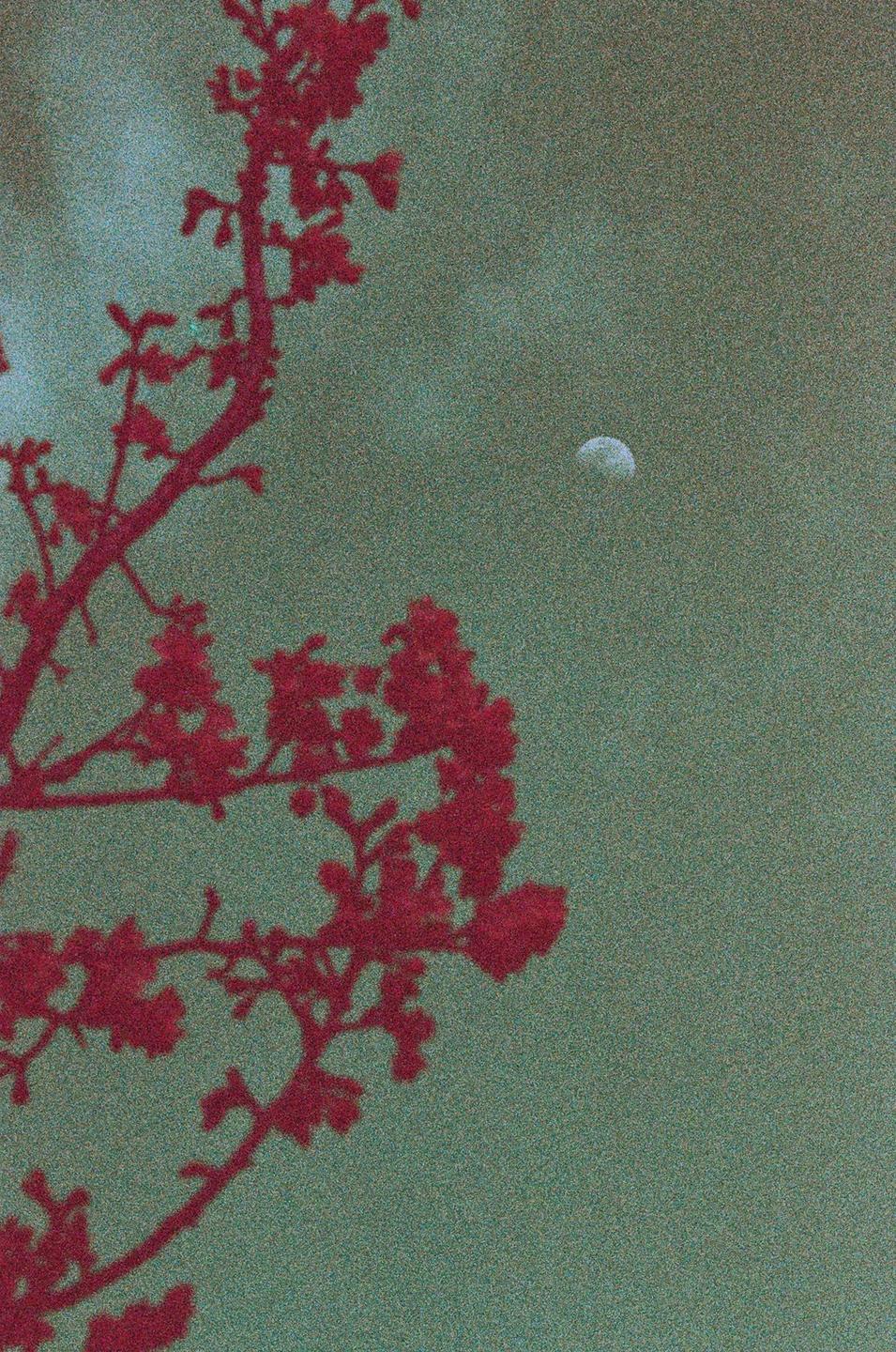 A red tree branch with blossoms is silhouetted against a green sky with a crescent moon.