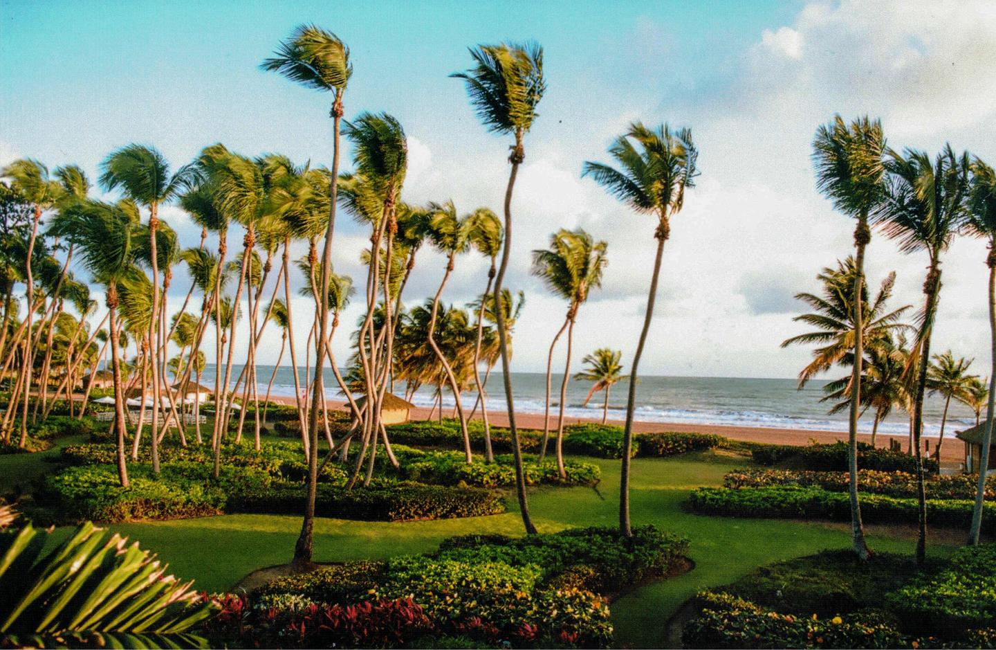 Palm trees and green foliage line a beach with an ocean and cloudy sky in the background.