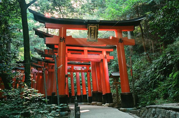 A path leads through a series of red torii gates in a lush green forest.