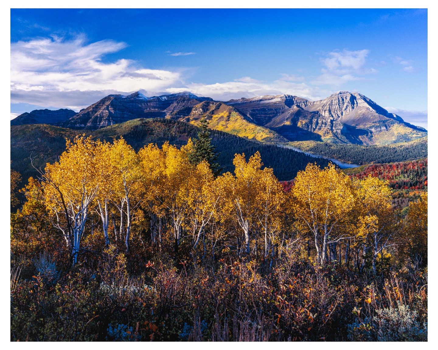 A forest of golden trees stands before a mountain range under a blue sky.