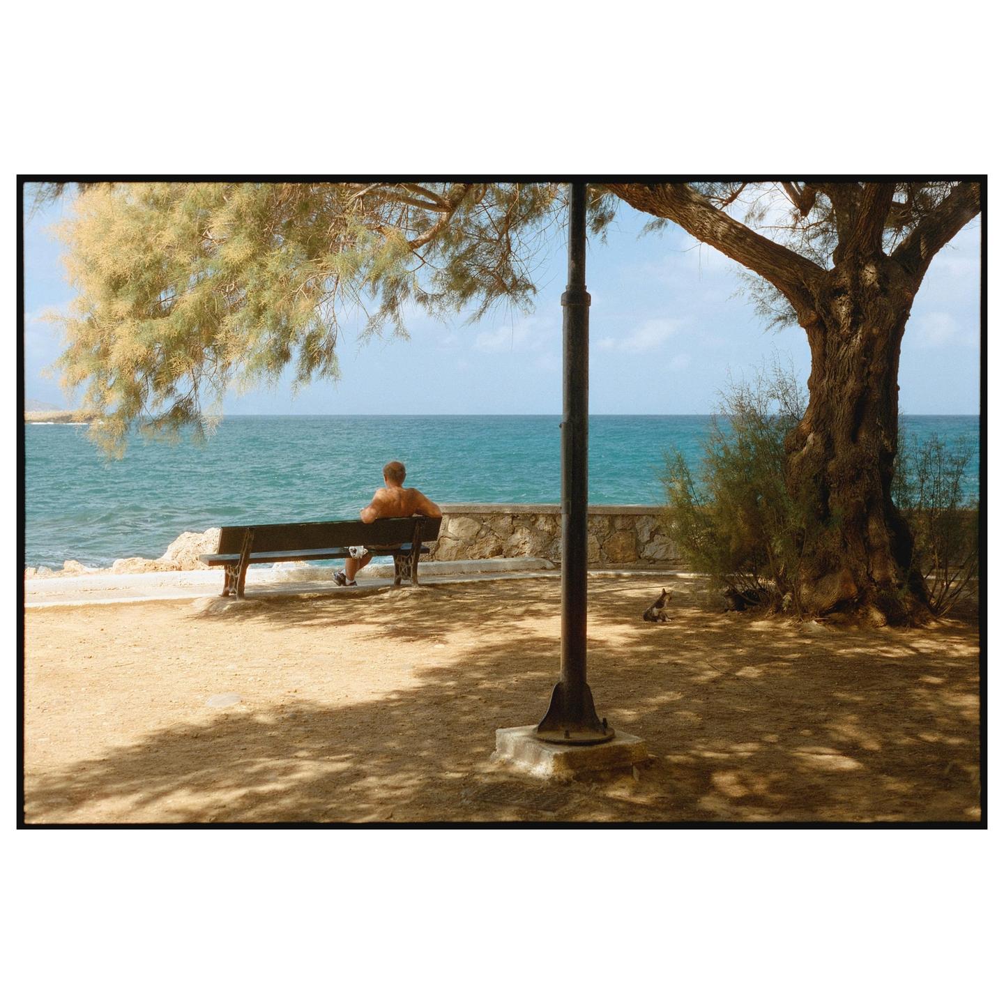 A man sits on a bench under a tree, looking out at the ocean.