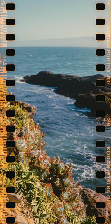 A rocky coastline with succulents and other plants growing on the cliffside overlooks the ocean.