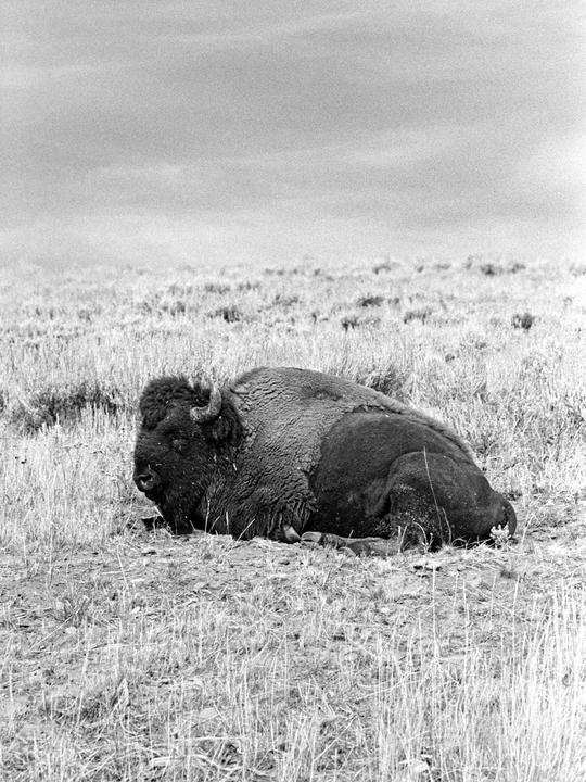 A bison rests in a field of dry grass under a cloudy sky.