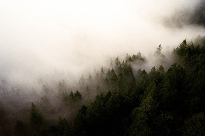 A dense forest of pine trees is partially obscured by a thick fog.