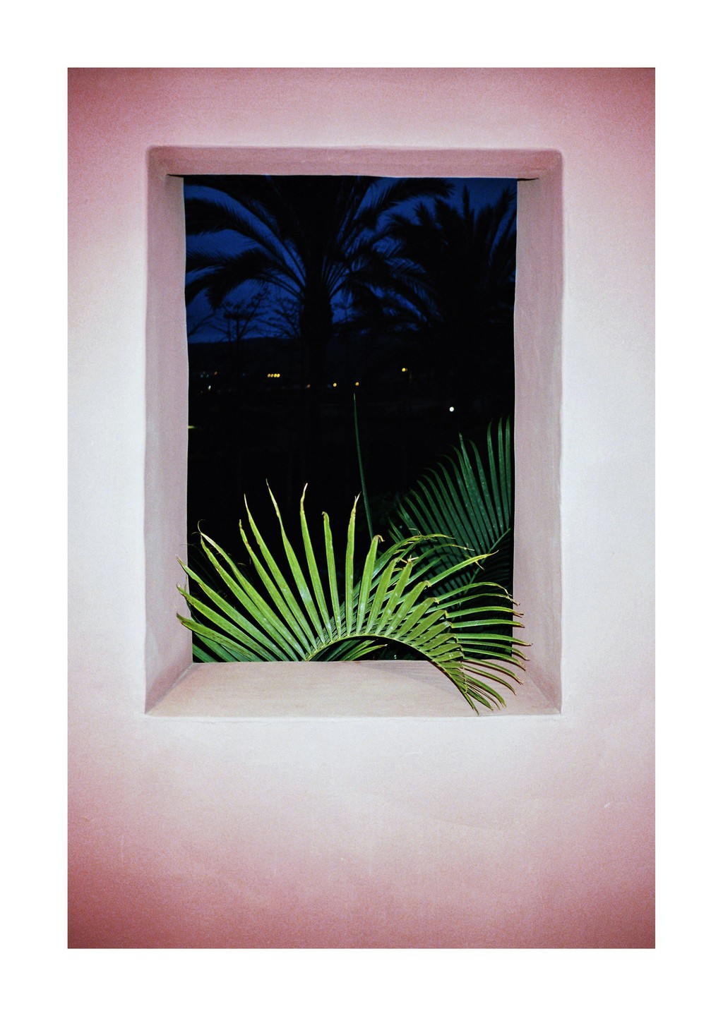 A bright green palm frond rests on a window ledge, looking out into a dark blue night with silhouetted palm trees.