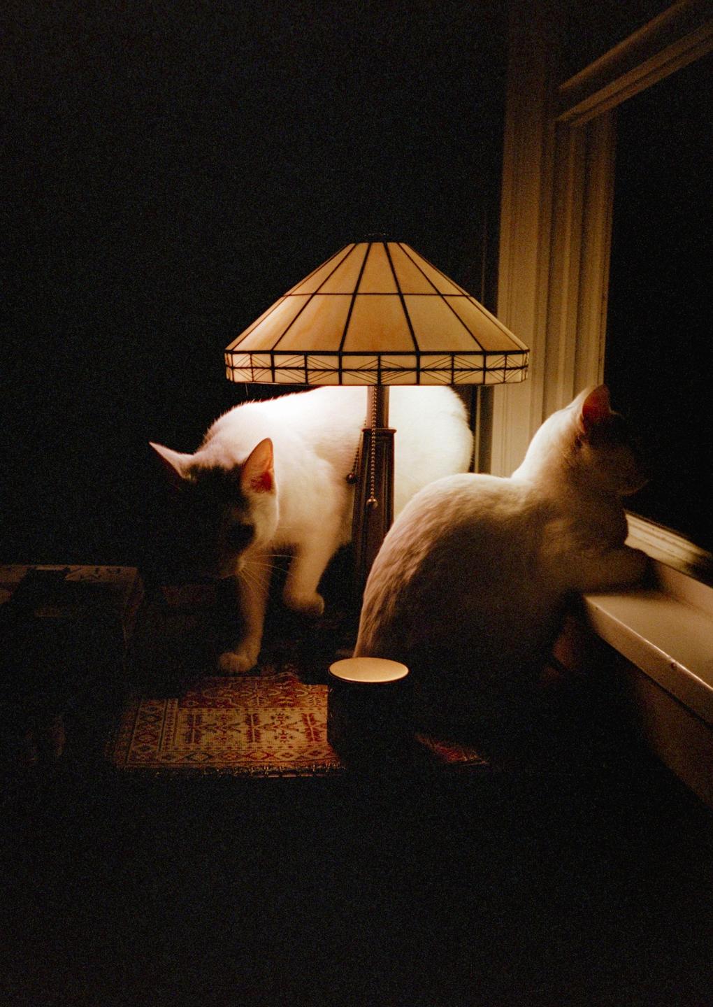 Two white cats are illuminated by a lamp in a dark room.