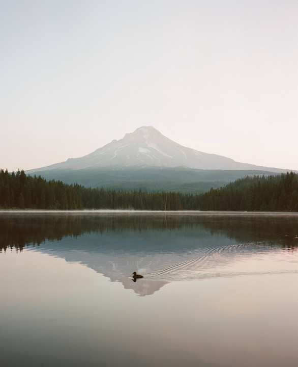 A duck swims on a calm lake with a mountain and forest in the background.