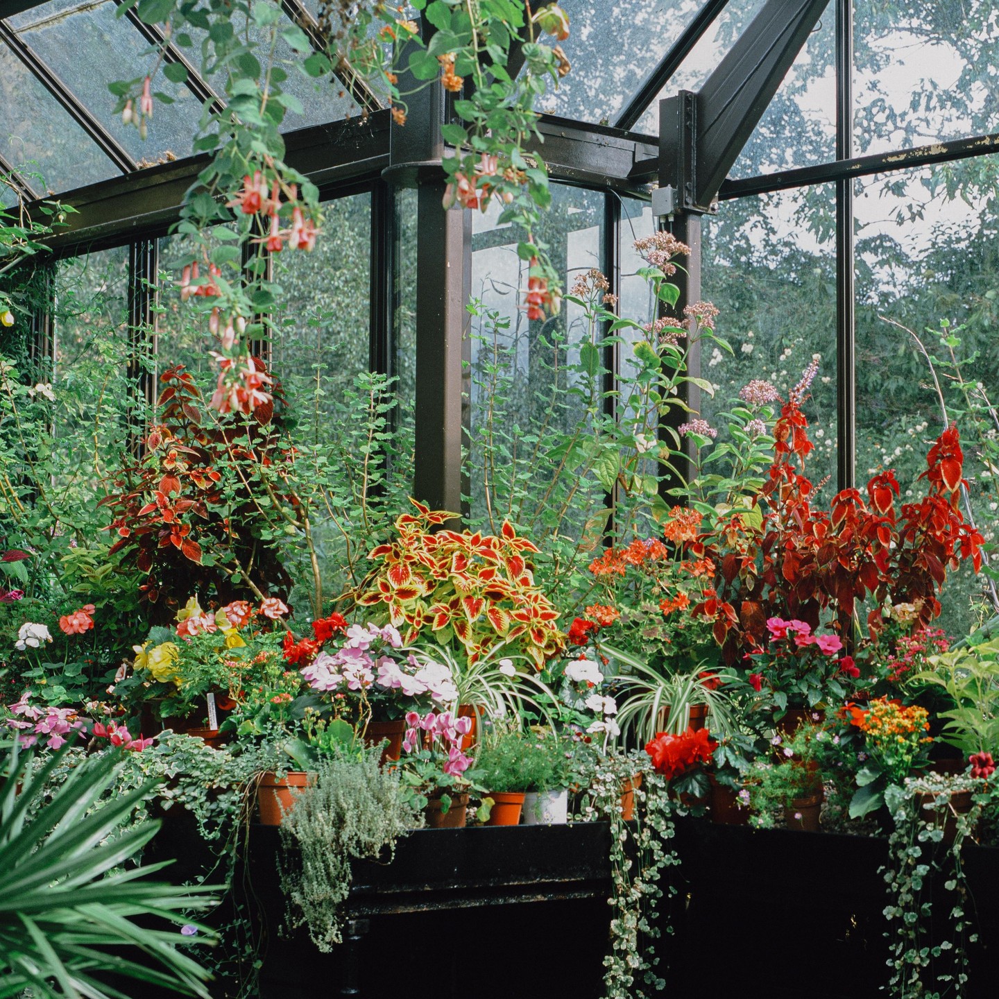 A variety of colorful plants and flowers are arranged inside a greenhouse.