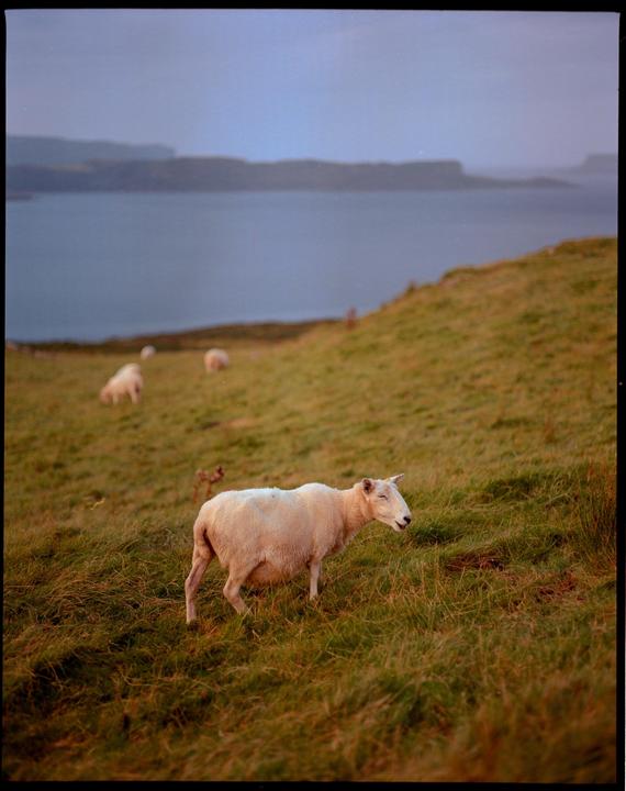 A sheep stands on a grassy hillside overlooking a body of water with distant landforms under a cloudy sky.