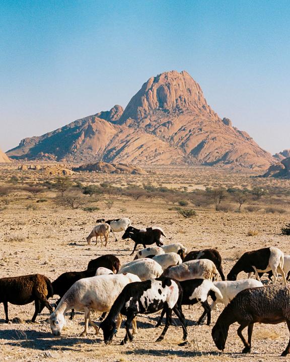 A herd of sheep and goats graze in a dry, rocky landscape with a large mountain in the background.