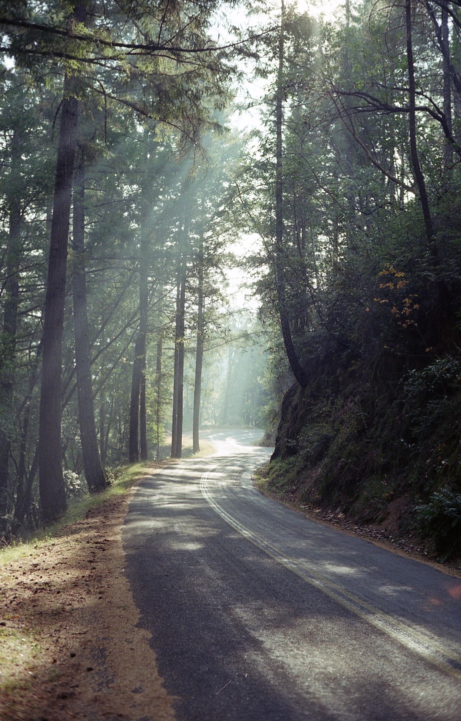 Sunlight streams through tall trees onto a winding road in a forest.
