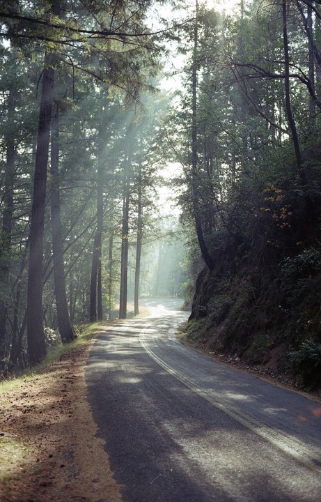 Sunlight streams through tall trees onto a winding road in a forest.