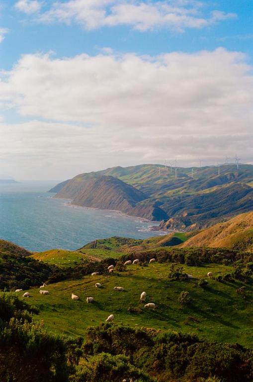 Sheep graze on a green hillside overlooking the ocean with a wind farm in the distance.