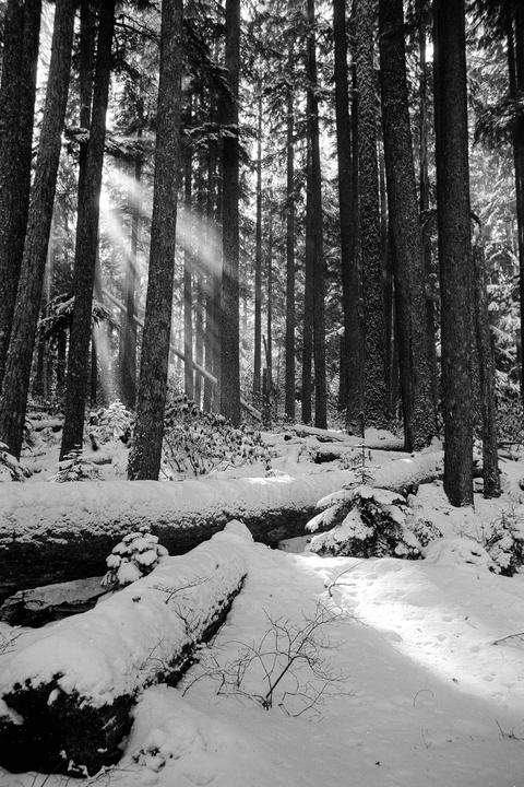 Sunlight streams through tall trees onto a snow-covered forest floor with fallen logs.