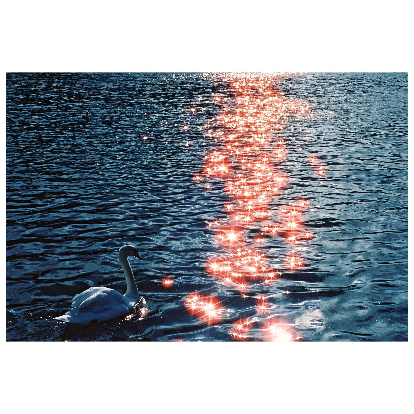 A swan swims in a body of water with sparkling sunlight reflecting on the surface.