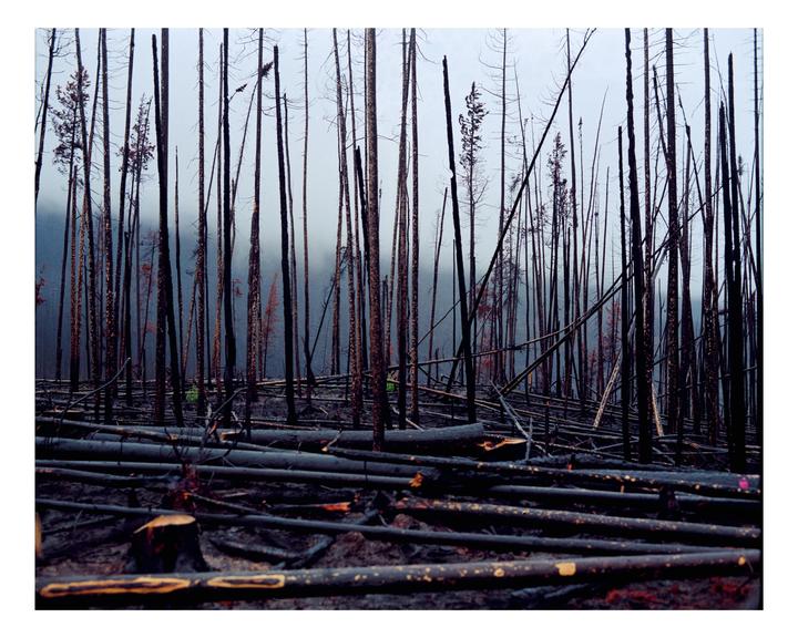 A forest of charred tree trunks stands tall with fallen logs covering the ground, all shrouded in a light fog.