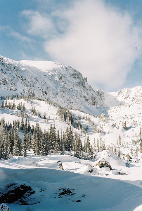 A snow-covered mountain slope with numerous pine trees and ski tracks under a bright blue sky with white clouds.