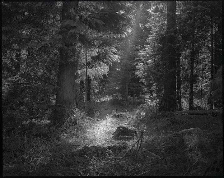 Sunlight streams through tall trees onto the forest floor.
