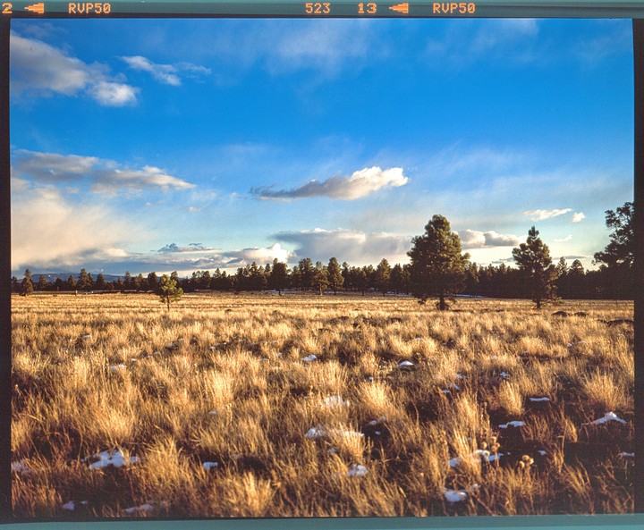 A field of golden grass with patches of snow is bordered by a line of pine trees under a blue sky with clouds.