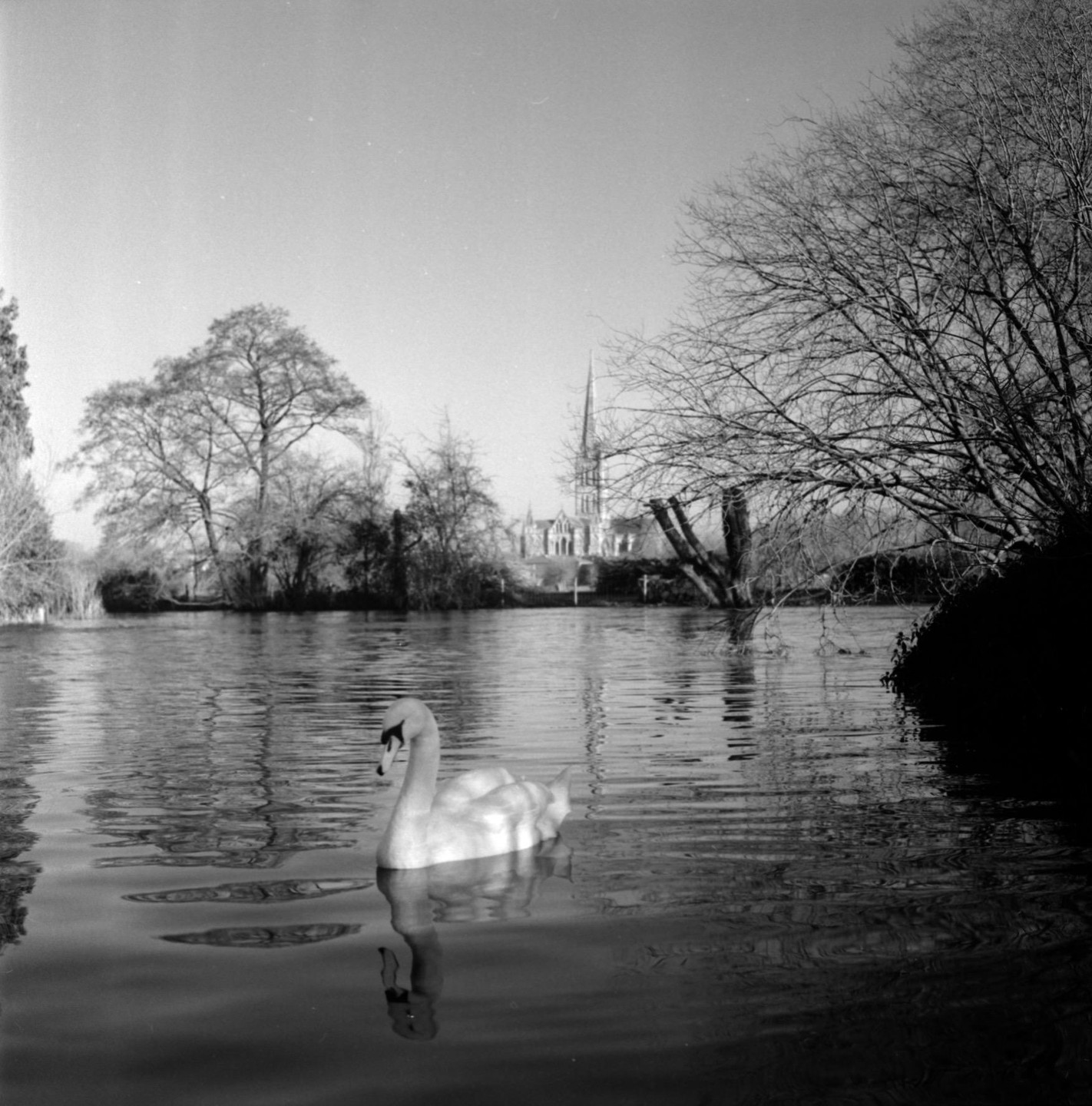 A swan swims on a body of water with a cathedral spire visible in the distance.