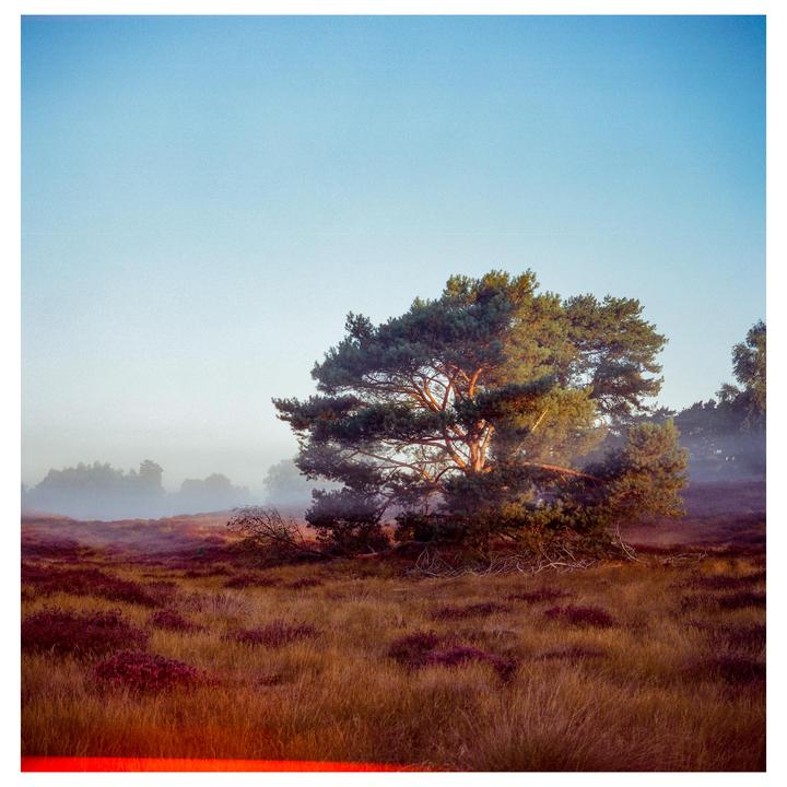 A large pine tree stands in a field of purple heather and tall grass under a clear sky with distant fog.